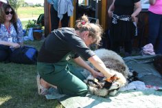 Shearing a sheep